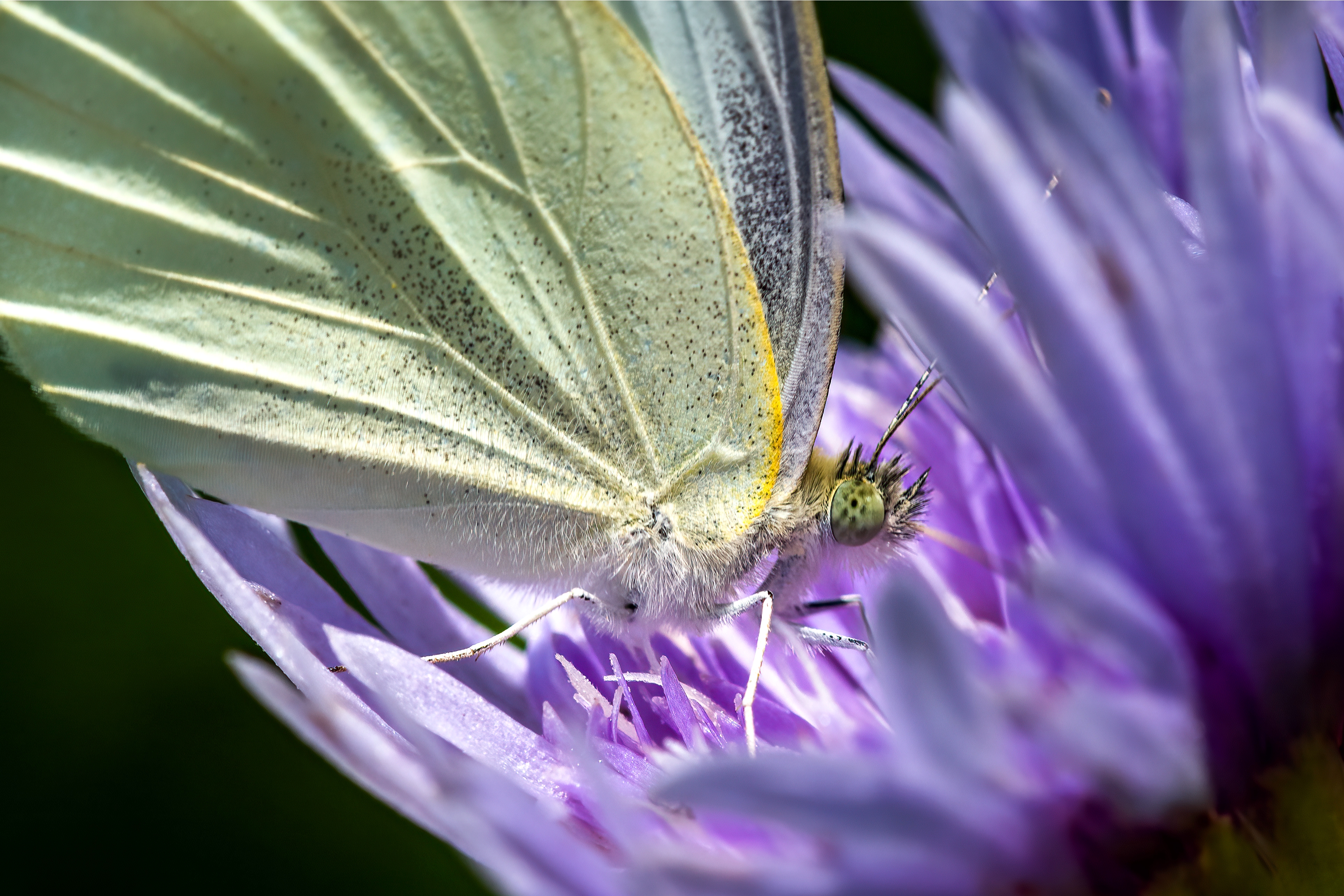 Indian Cabbage White 4x6